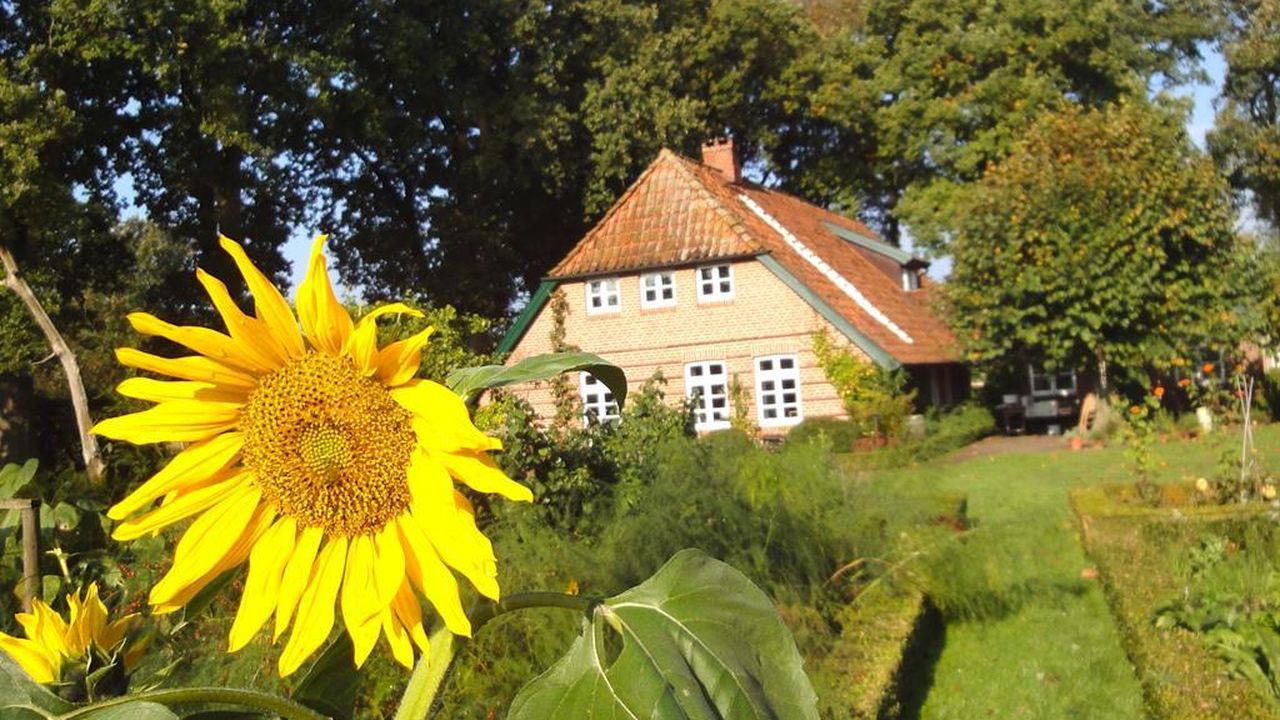 Sonnenblumen Sonnenblumen